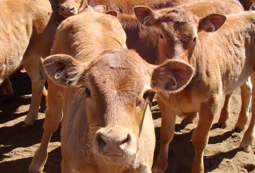 Paran ganaderos de El Fuerte la venta de sus animales; se contiene también el precio del becerro