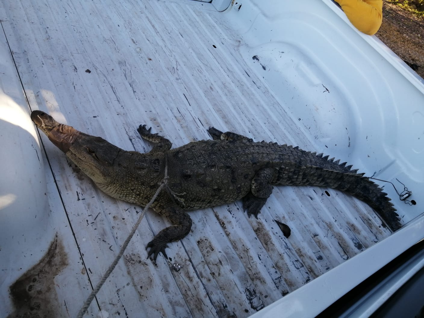 Querían abrir al cocodrilo porque pensaban que se había comido a Idelfonso, narra PC