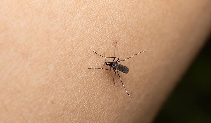 De Elota a Mazatlán, acumulan 34 casos confirmados de dengue en lo que va del 2023