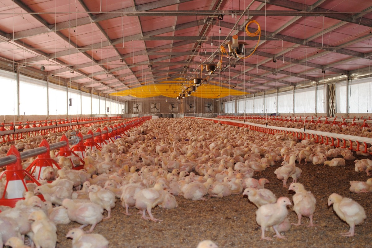 Para 2050 se prevé un mayor consumo de proteína de ave y pescados