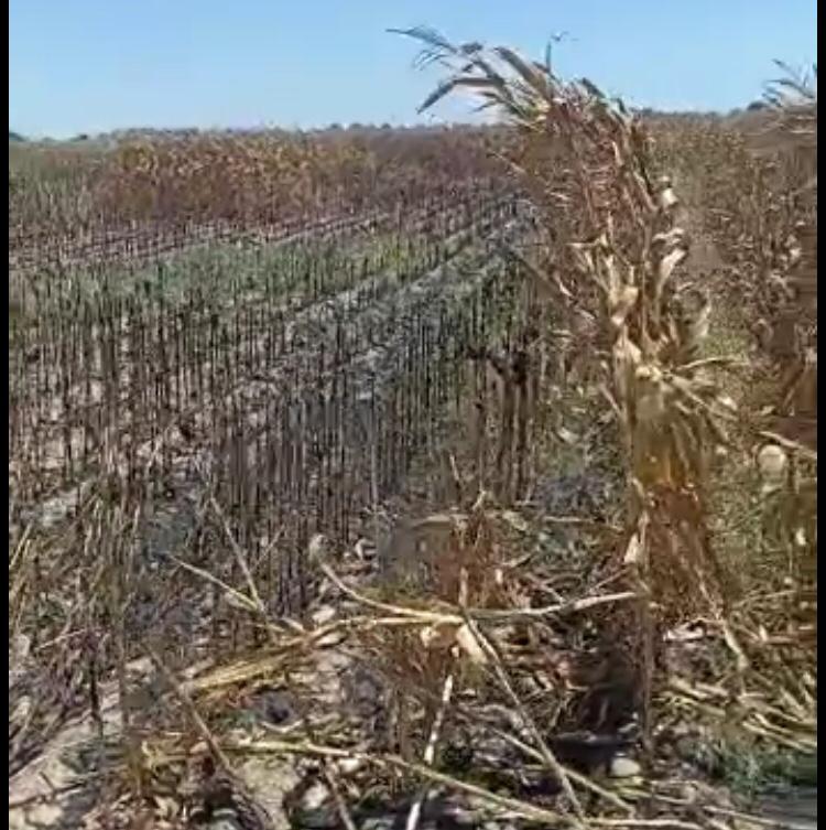 Por si algo les faltara; incendio de maíz en pie deja 180 mil pesos en pérdidas en Guasave