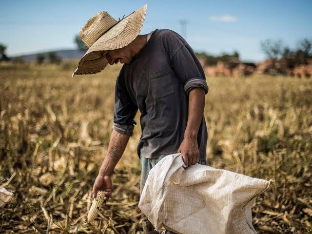 ‘Con estos put…zos que nos dan, ningún joven quiere sembrar maíz’; maiceros del sur lamentan mal precio a la tonelada