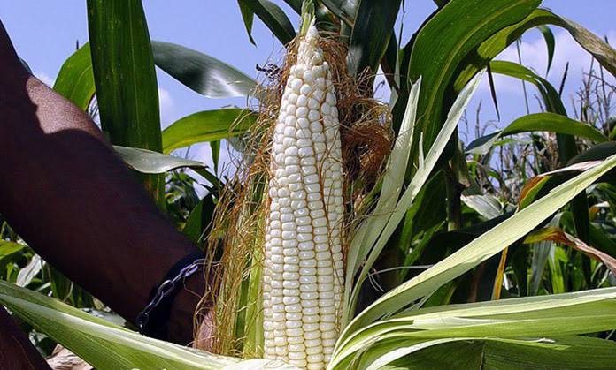 Se abren ventanillas para que productores de Sinaloa accedan al apoyo de comercialización del maíz blanco: SAyG