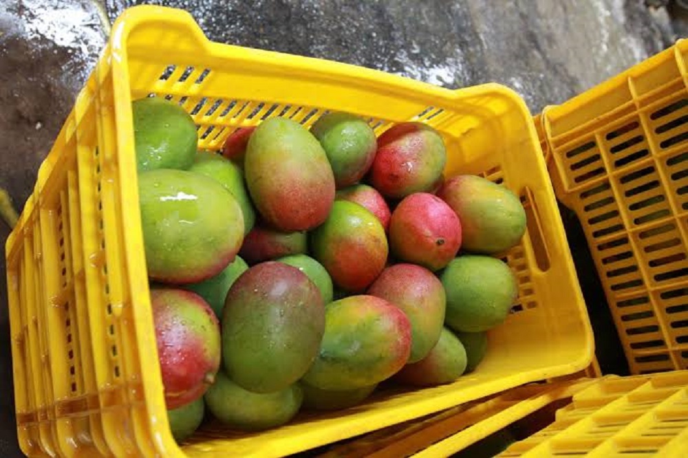 Reunirá alcaldesa de Escuinapa a productores de mango para evitar ‘robo hormiga’ ante centros de acopio