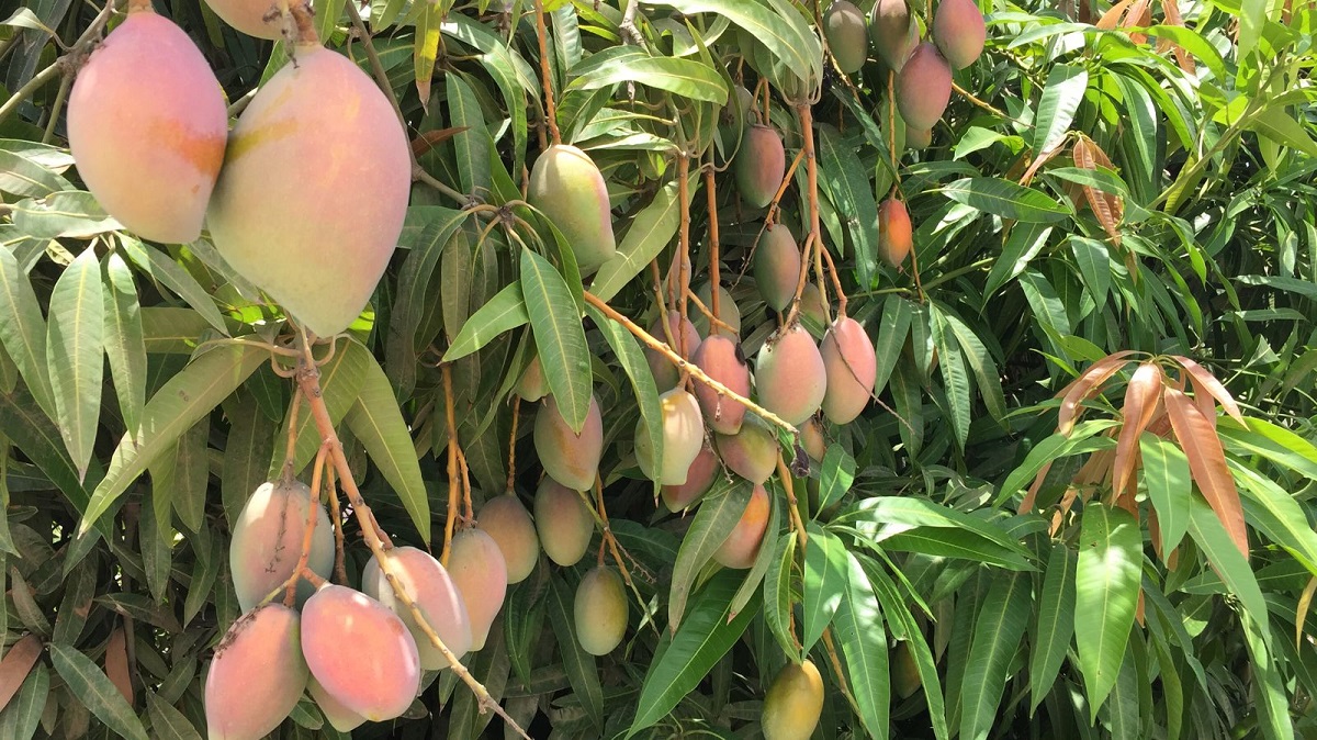Impulsarán Sinaloa y Nayarit una ley mango contra fraude y robo de cosecha