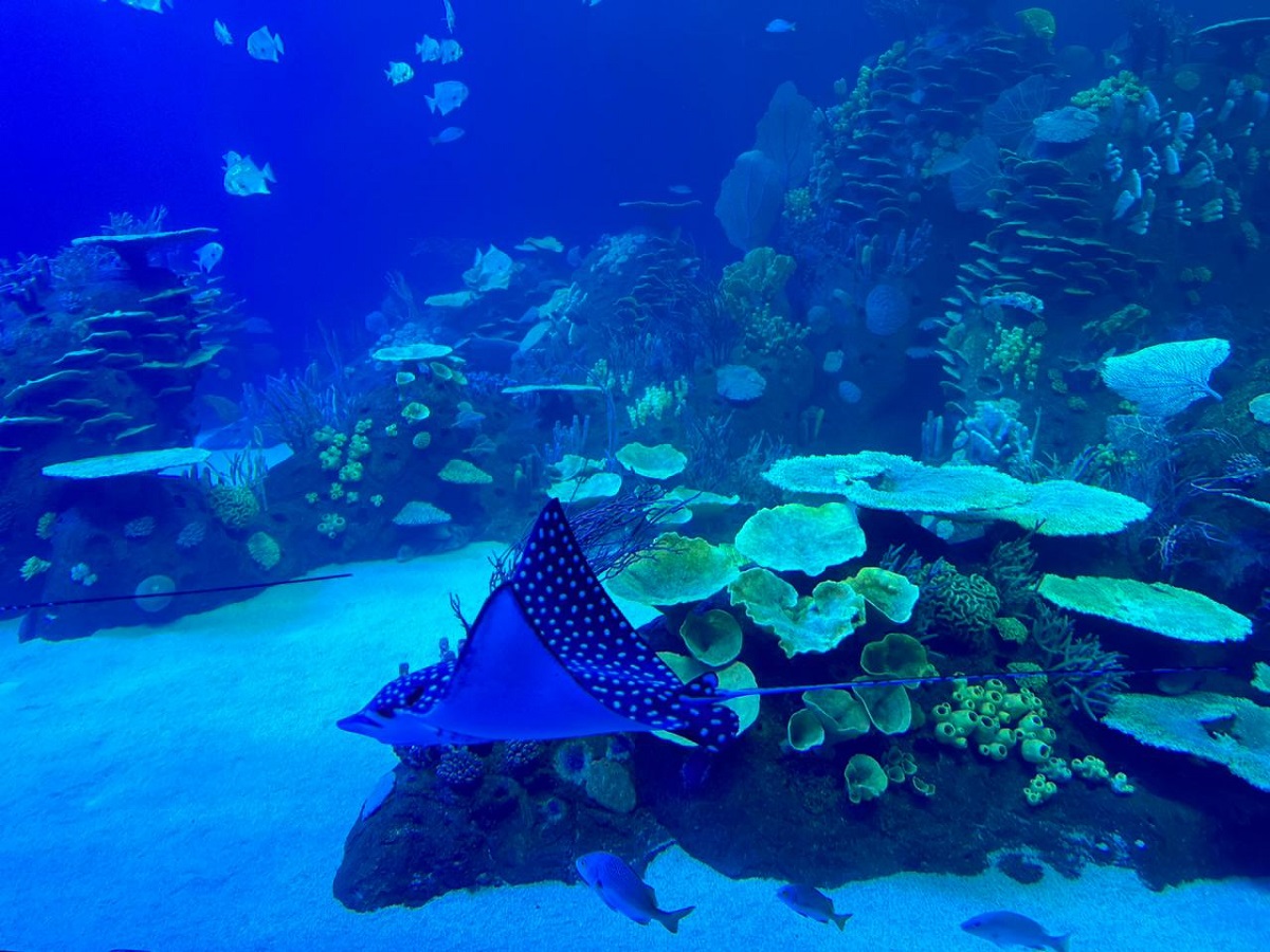 Considera Rocha que nuevo Acuario Mar de Cortés será un importante atractivo internacional