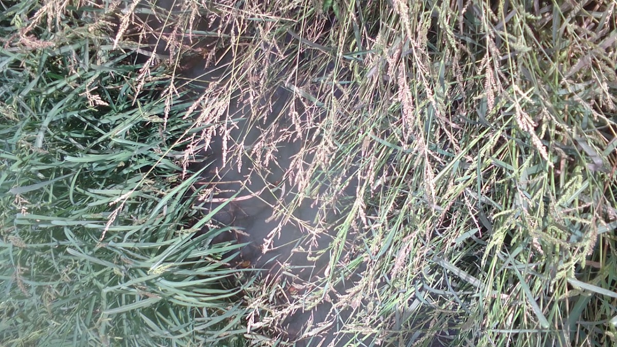 Se desbordan aguas negras a un lado del albergue en Zapotillo, Ahome; vecinos no soportan la peste