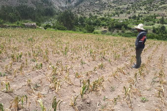 Prevén reducción de más de 40 por ciento en la siembra de maíz por la escasez de agua