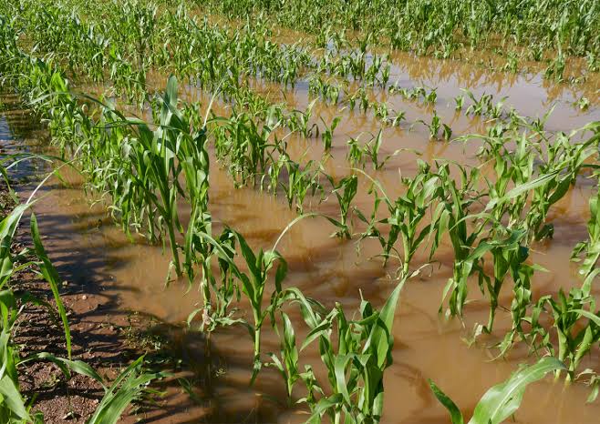 Solo el 20% de agricultores en Mazatlán tiene asegurada sus tierras para la temporada de huracanes