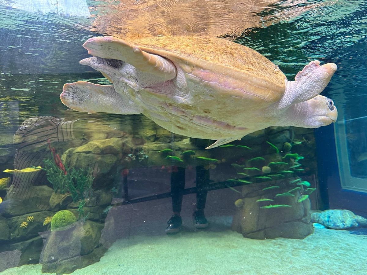 Mazatlecos pagarán 290 pesos por entrar al Nuevo Acuario, entrada general a 380 y gratuito para discapacitados; abre este sábado&nbsp;
