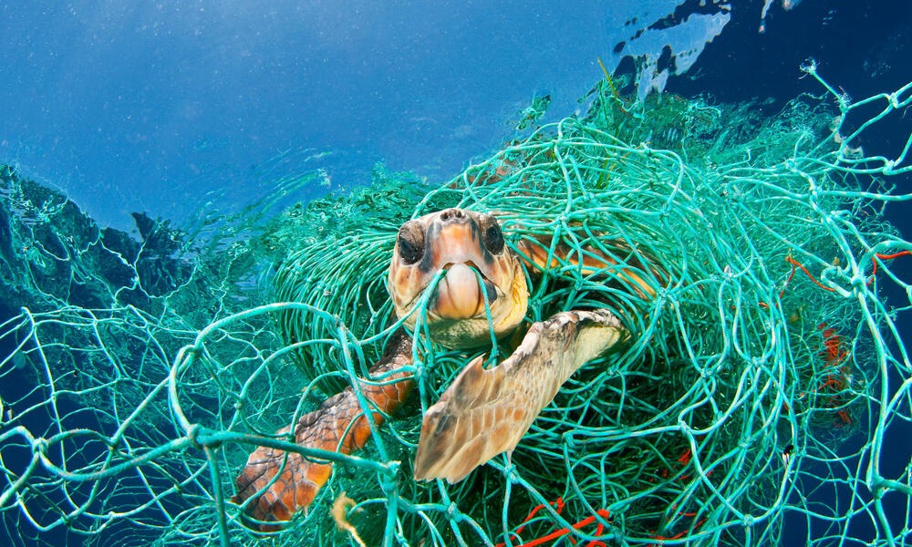 Atención pescadores y rederos sonorenses, este lunes inicia capacitación para DET y DEP de protección a tortugas marinas
