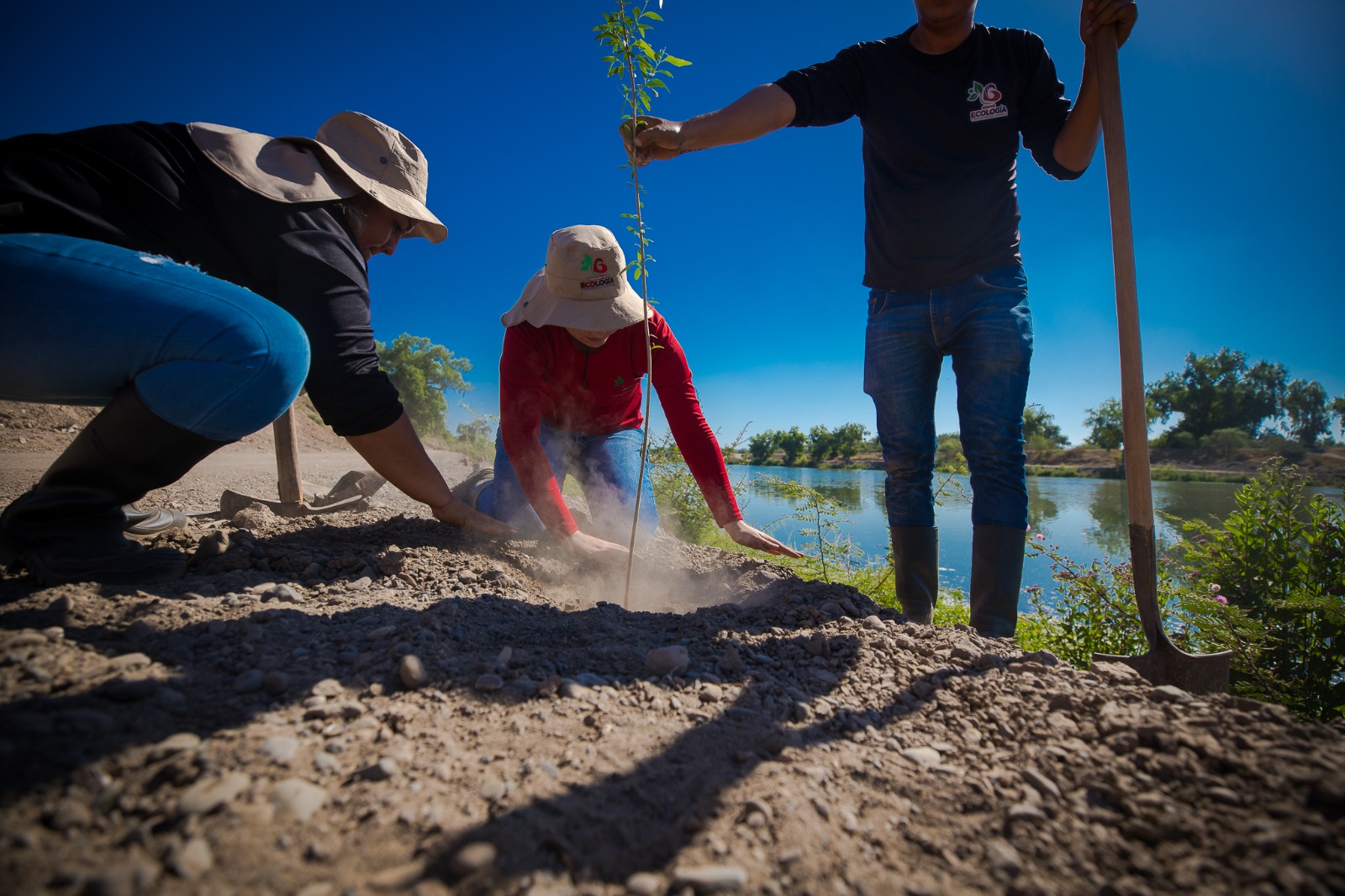 Celebran el Día Mundial del Medio Ambiente en Guasave, trasplantando álamos