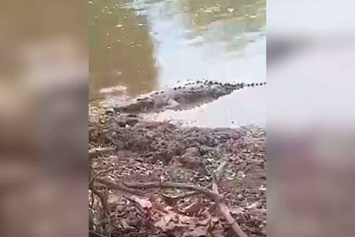 ¡Es más de uno! Esta semana colocarán trampas para atrapar cocodrilos en el río de Guasave