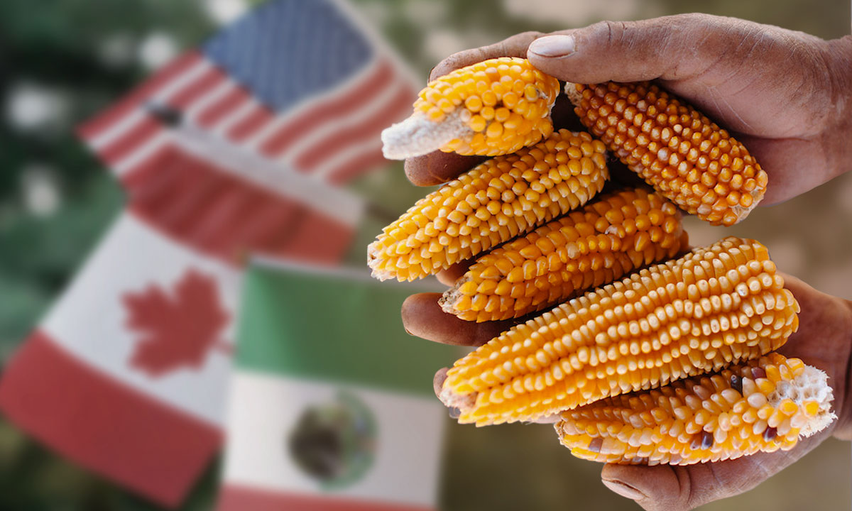 En las controversias por maíz transgénico, Canadá se une a Estados Unidos contra México
