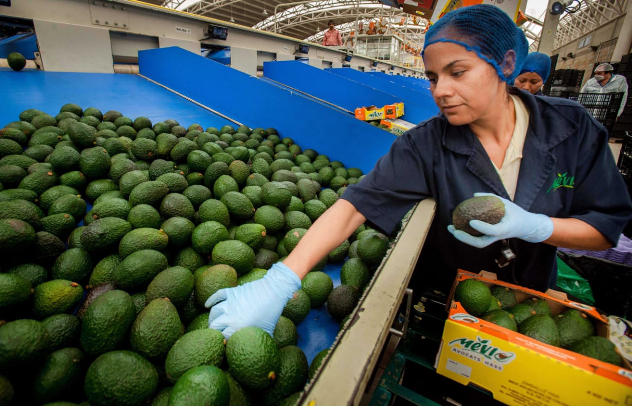 Crece México un 4.9% en exportaciones agropecuarias y pesqueras; hay más de 10 mmdd en venta