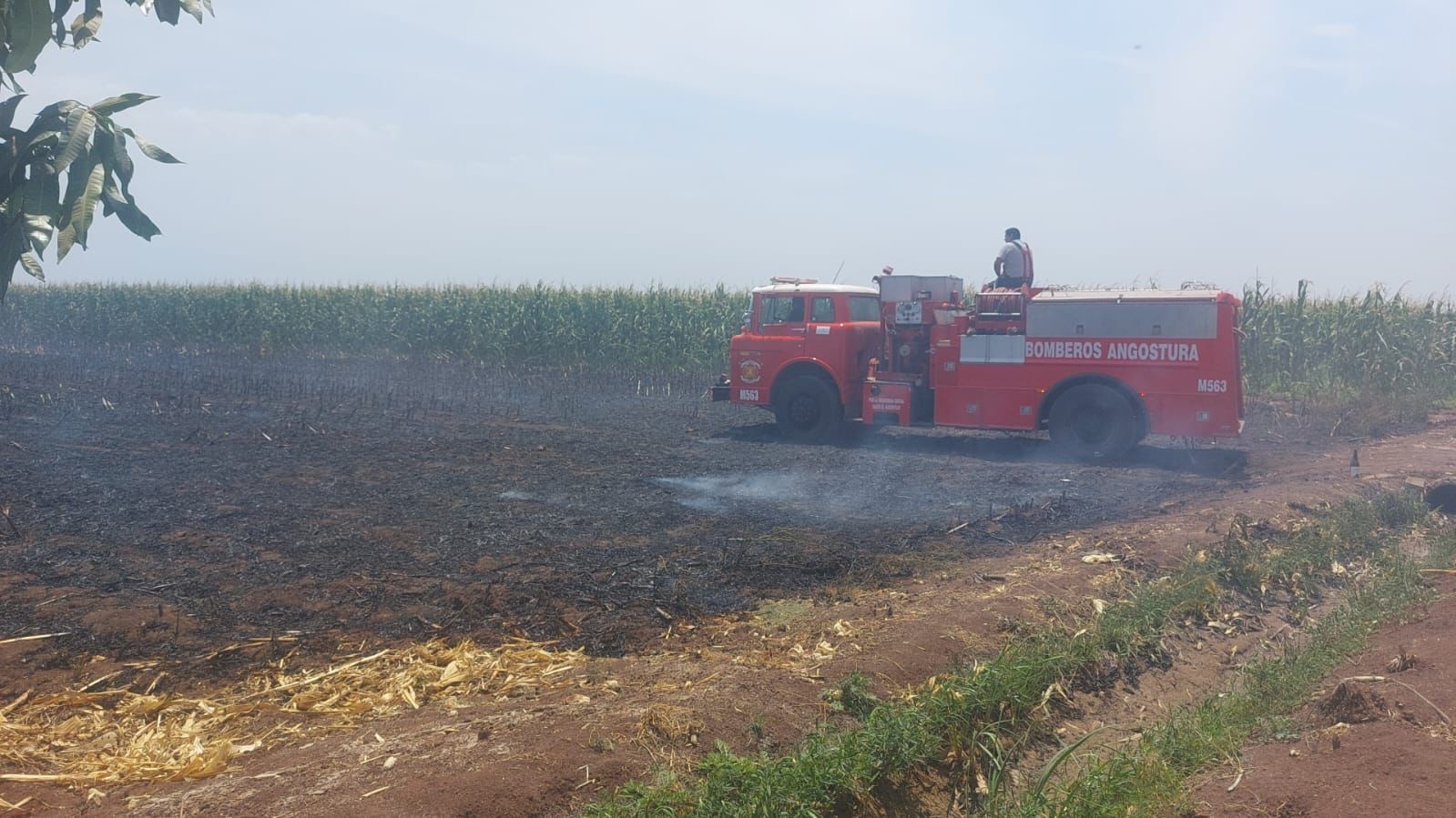 En aumento incendios de soca Angostura; productores apoyan a Bomberos para contener las llamas