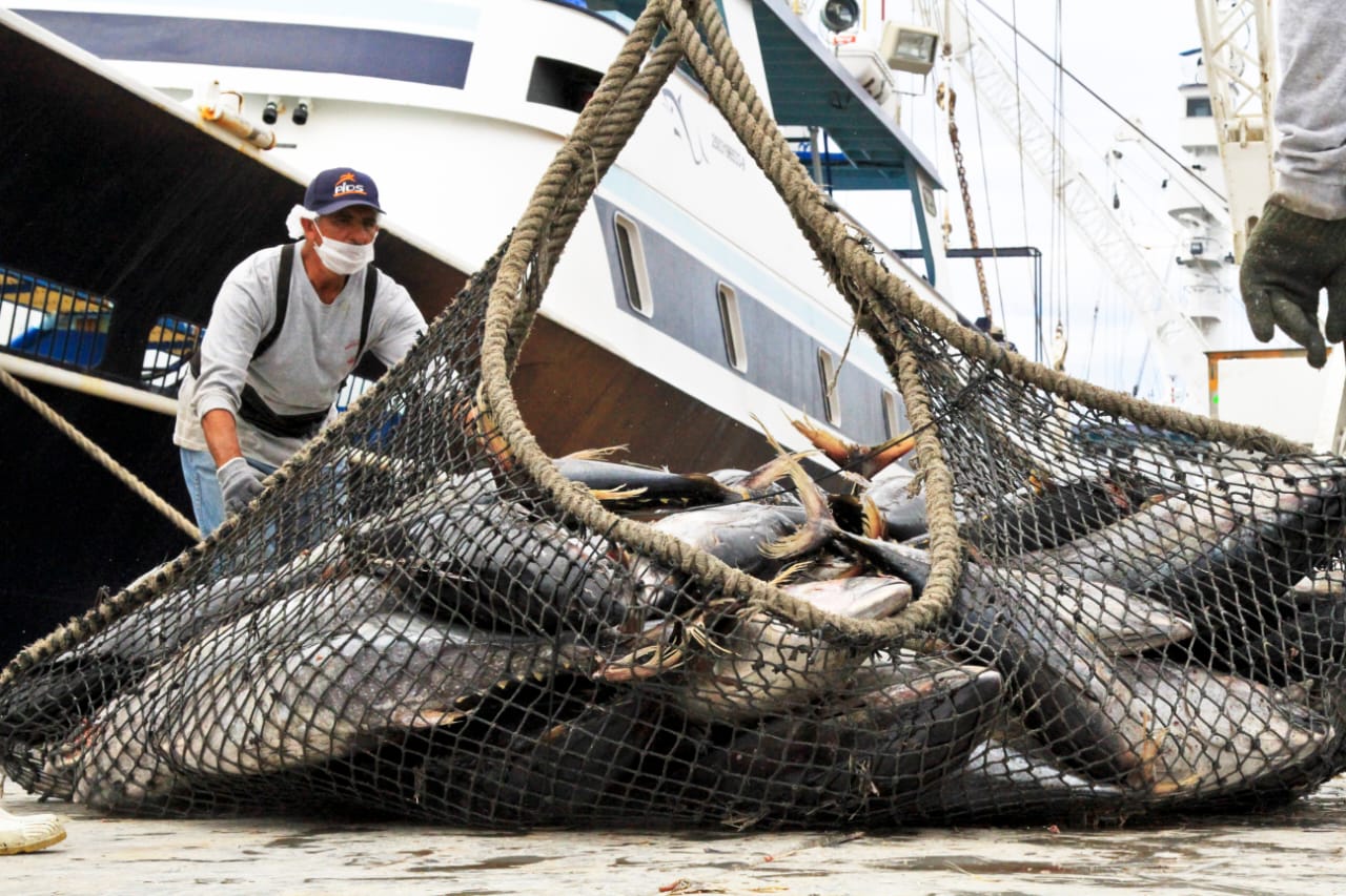¡Atención pescadores! Estas son las fecha de veda y levantamiento para algunas especies en el mes de julio