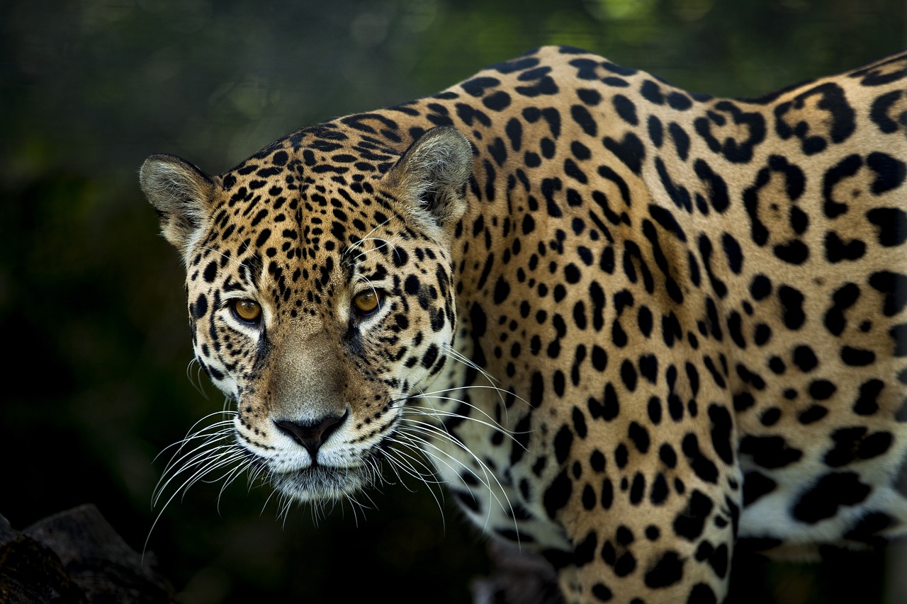 Aumentó en Sinaloa conservación del jaguar: una atracción para los corredores ecoturísticos