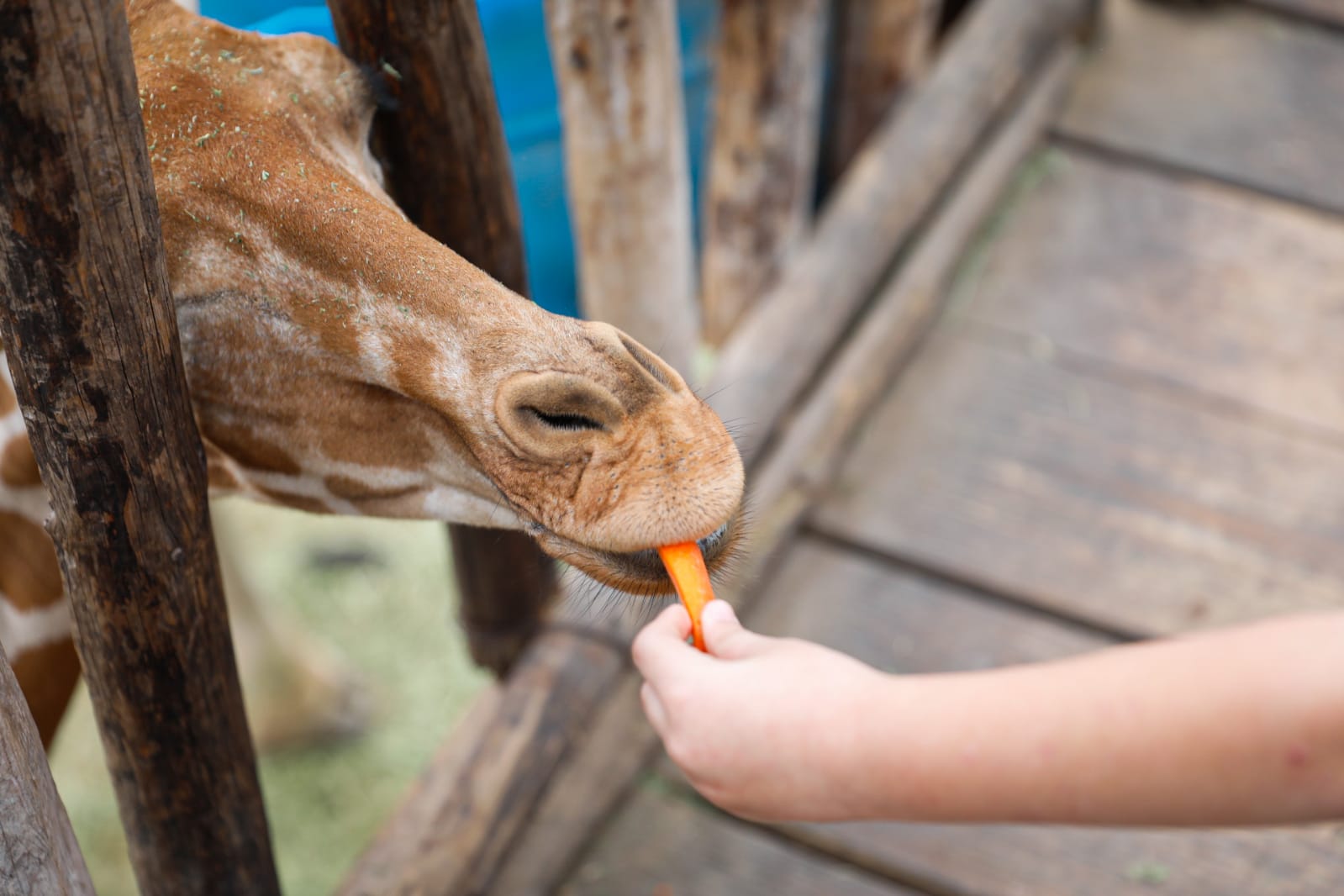 ¡Convive de cerca con los animales! Por arrancar los cursos de verano en el Zoológico de Culiacán