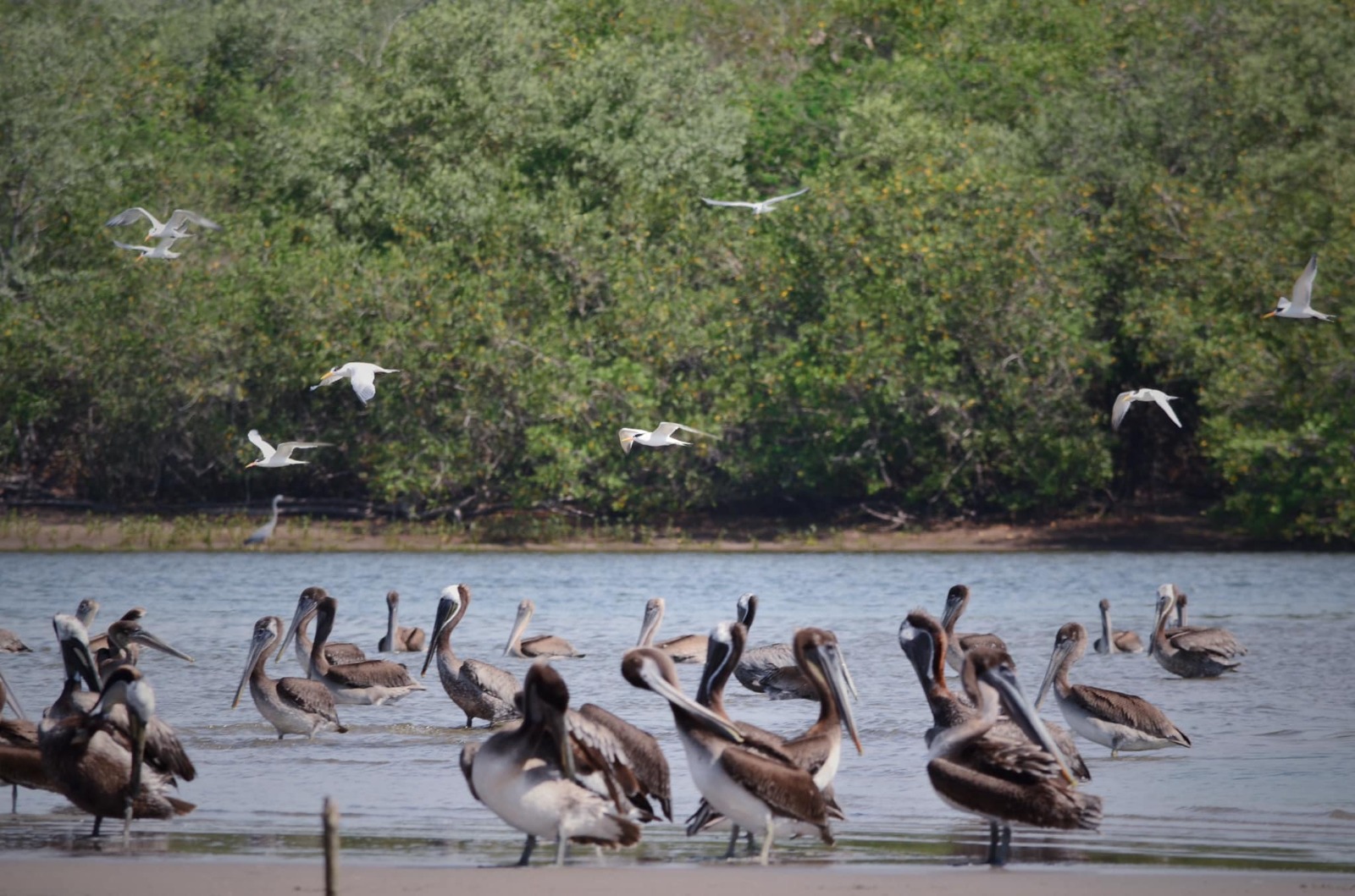 Mazatlán tiene un paraíso de aves en la zona rural, a tan sólo 15 minutos de la ciudad, ¿ya lo conoces?