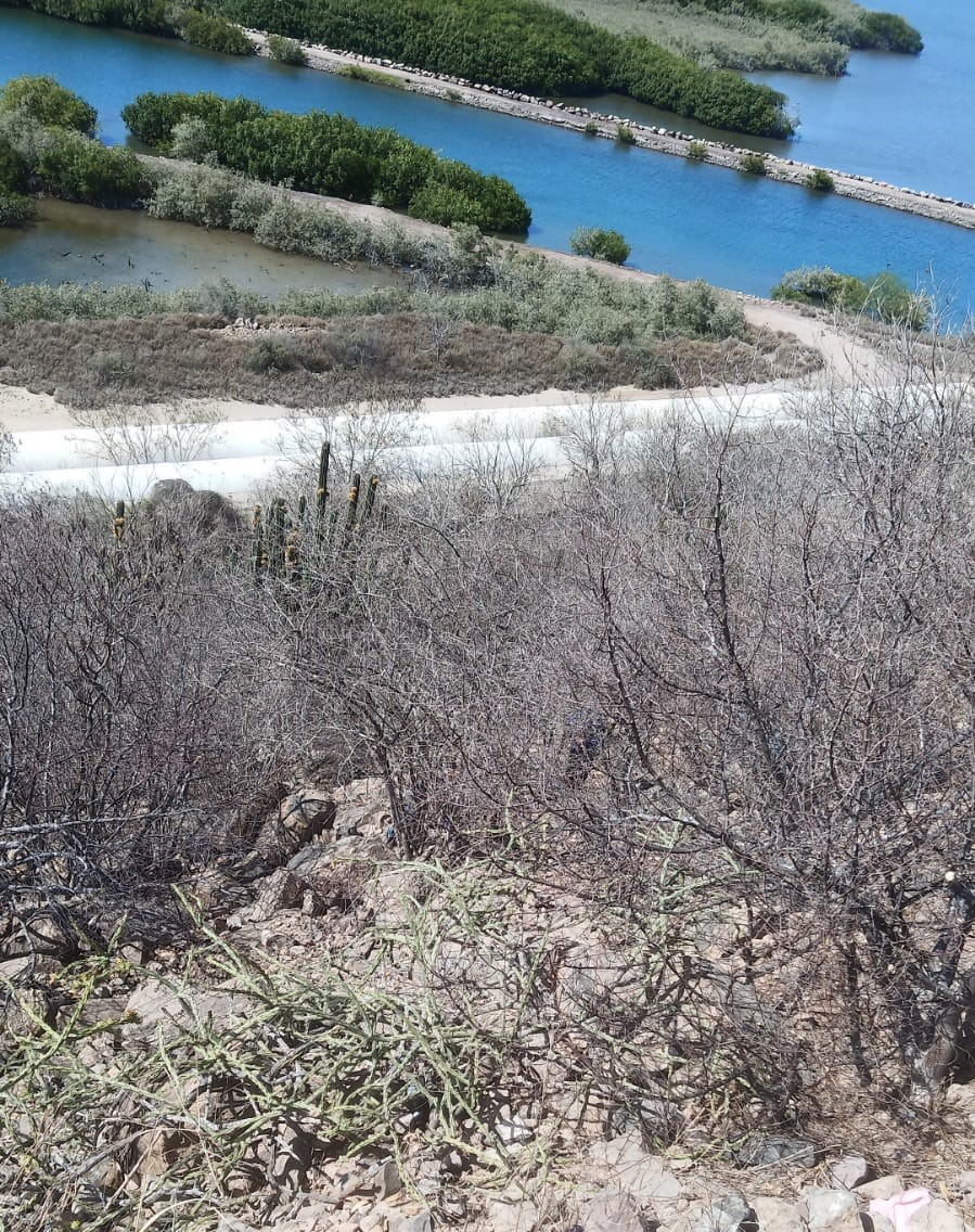 Localizan a una mujer sin vida en mirador del puerto de Topolobampo