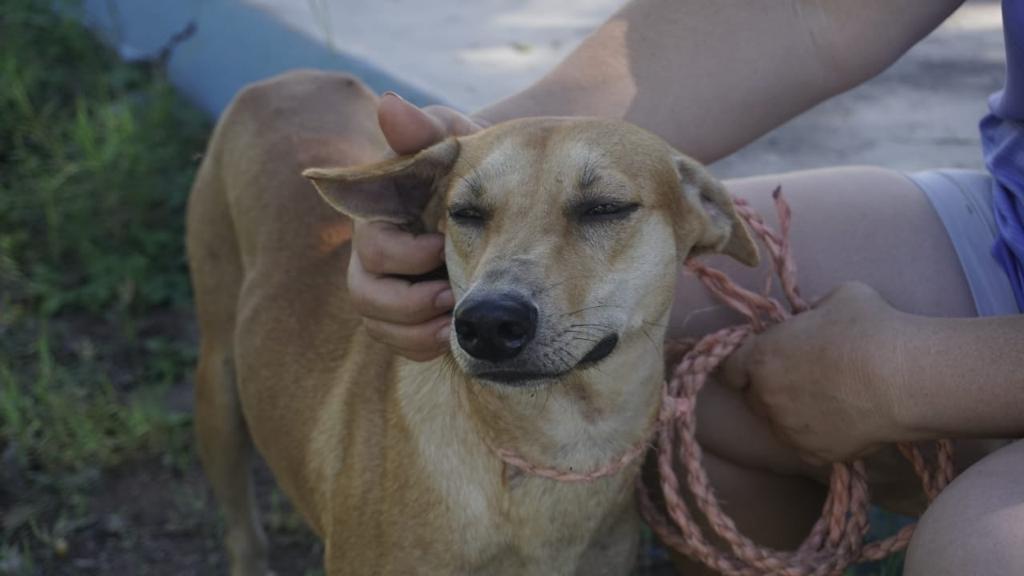 Hasta 10 reportes al día por perros en las azoteas recibe Ecología en Mazatlán