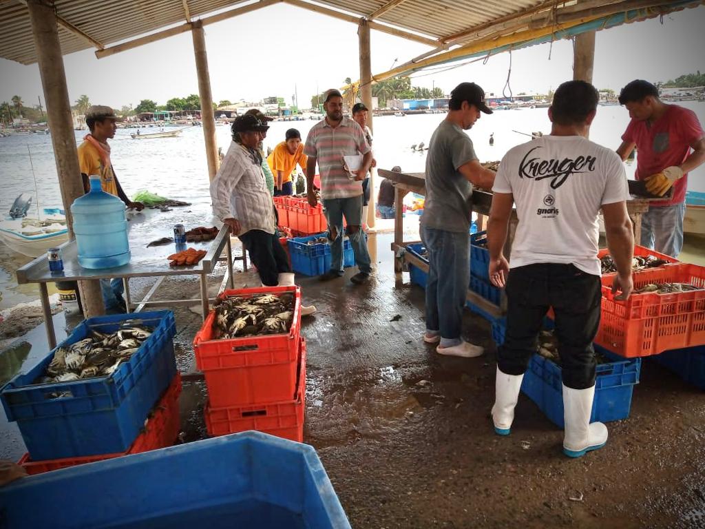 El frío pega en la mar, genera disminución en la producción de jaiba en el norte de Sinaloa