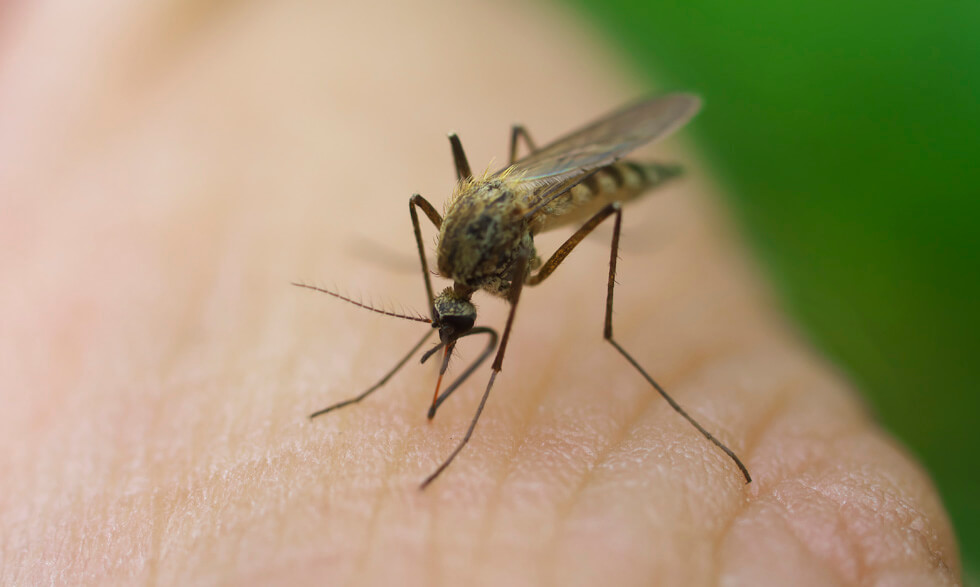 Registra Estados Unidos casos de malaria… los primeros en más de 20 años