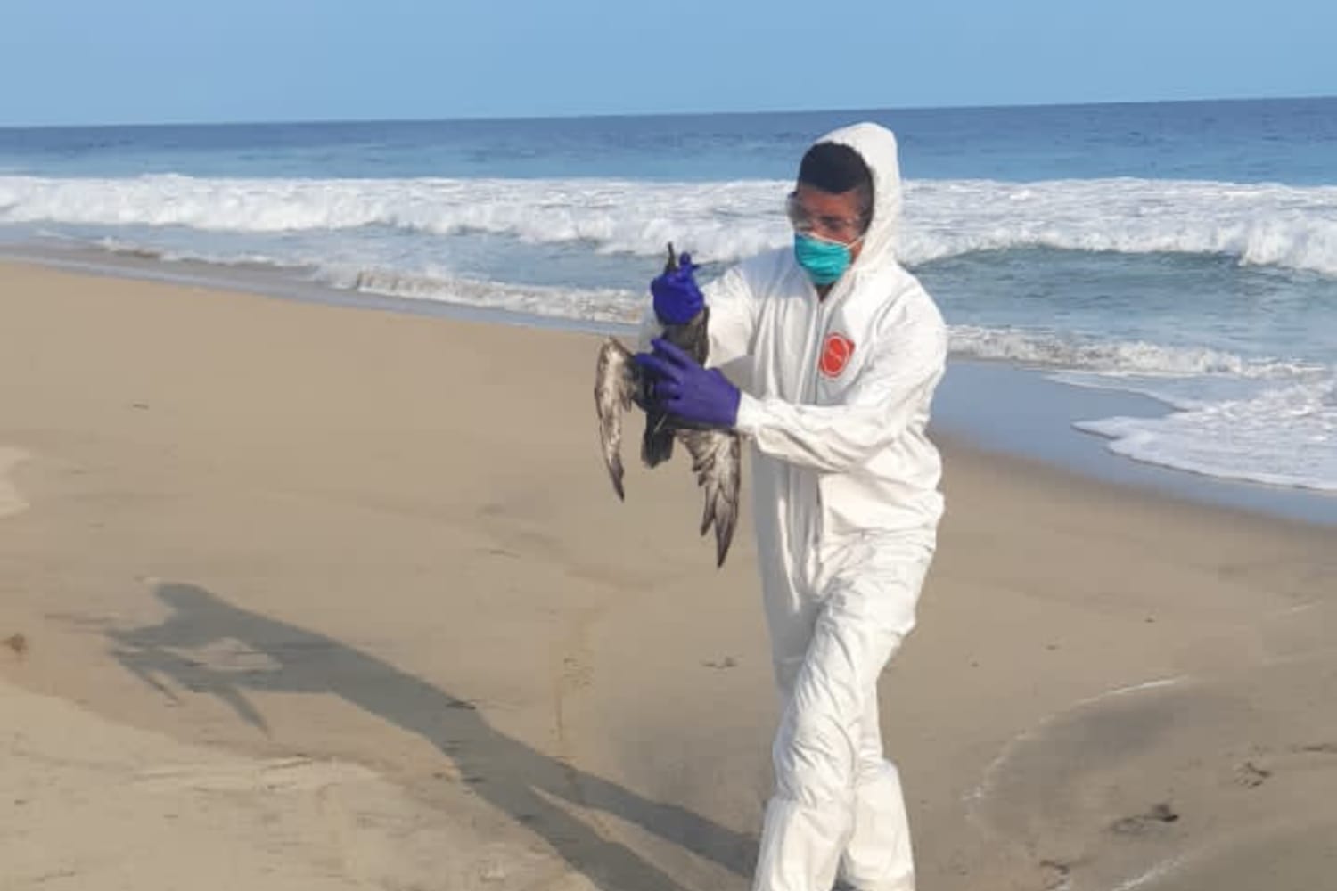 Por falta de alimento derivado del calor, concluye Agricultura operativo de emergencia por mortandad de aves marinas