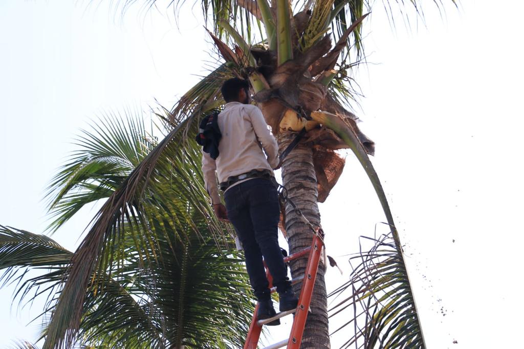 Previo a las lluvias, personal de Servicios Públicos limpia la zona costera de Mazatlán