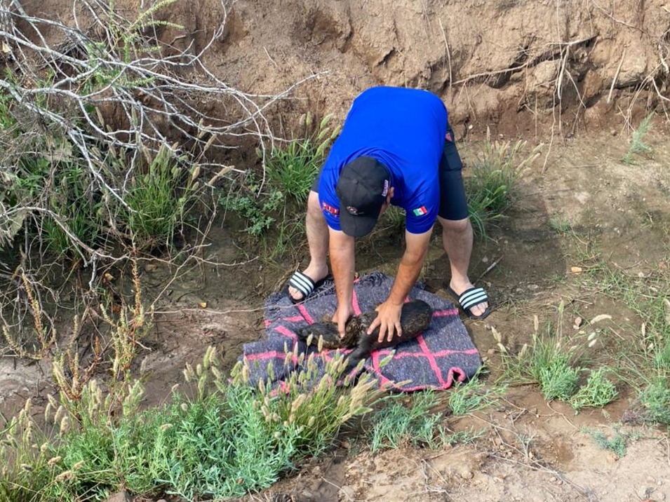 Rescata PC de Ahome un lobo marino recién nacido