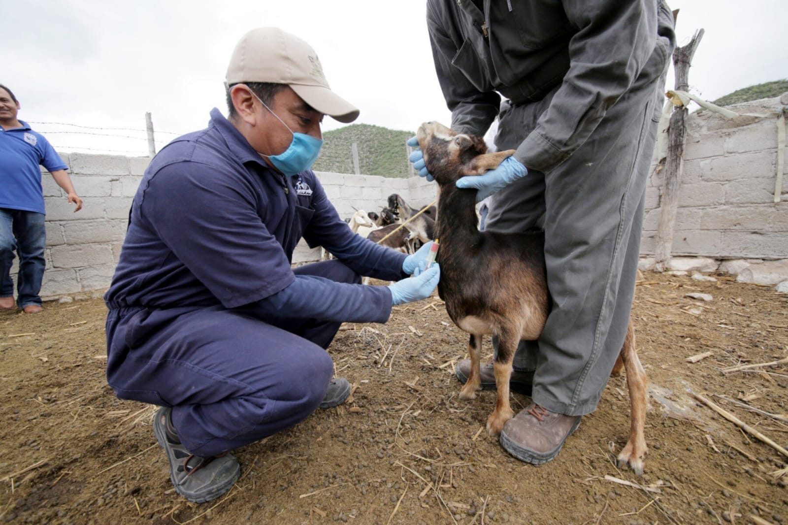 Publica Secretaría de Agricultura convocatoria para el Premio Nacional de Sanidad Animal 2023