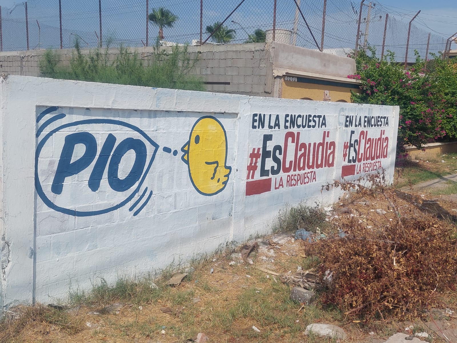 ¿Quién es Pío? Aparecen pintas con un pollito amarillo en algunas ciudades de Sinaloa