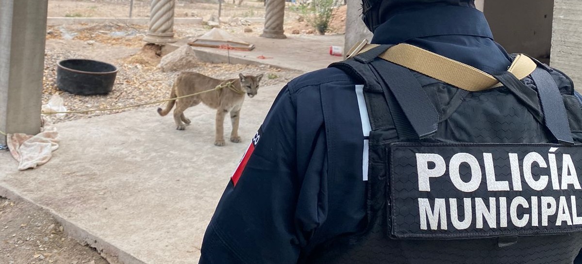 Rescatan a un puma en La Reforma, Angostura; estaba desnutrido y abandonado en un predio