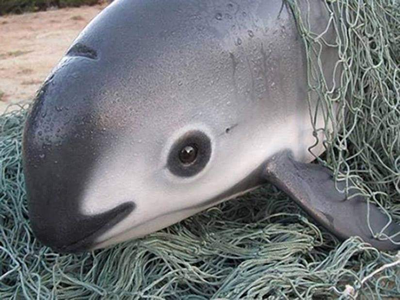 Se arriesga México a sanción en T-MEC por EU, no sólo es en dinero, también se lava pescado: Oceana