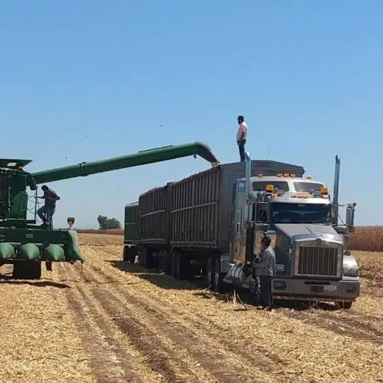 Se complica panorama de comercialización de granos por abandono al campo en México: AARC