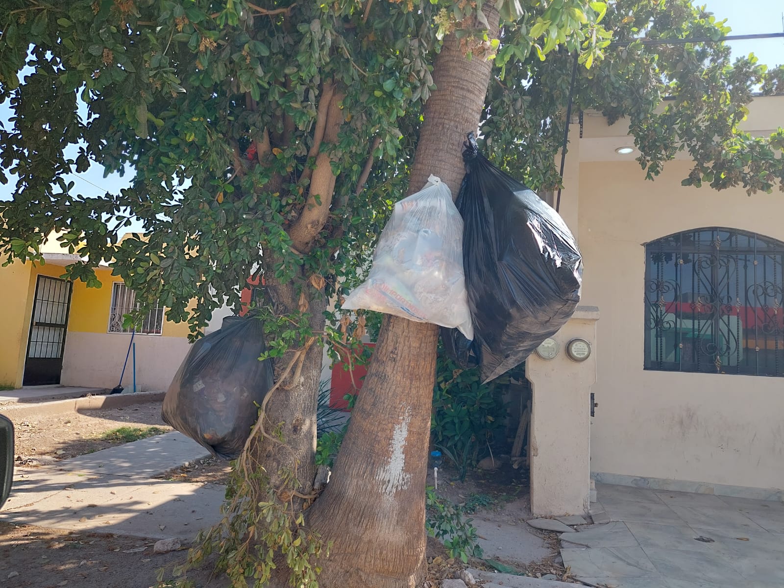 Surgen fallas de recolección de basura por OP en algunos sectores; Servicios Públicos de Ahome suma quejas