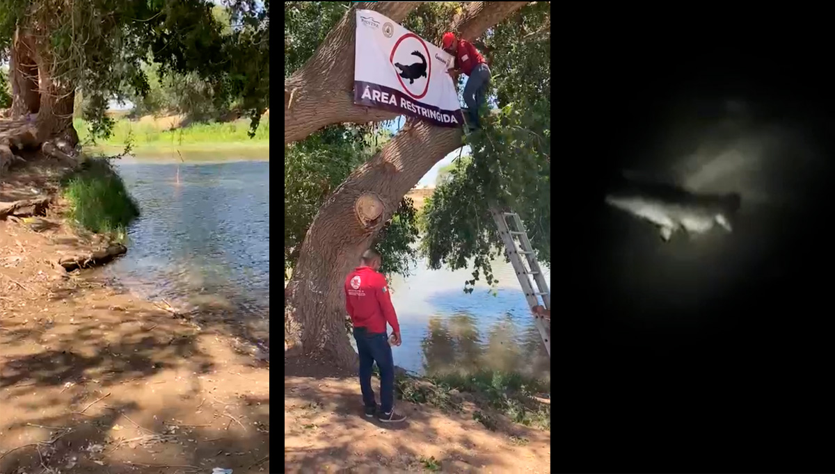 (VIDEO) ¡Mide casi tres metros! Alan Sánchez y sus primos fueron testigos de presencia de cocodrilo en el río en Guasave