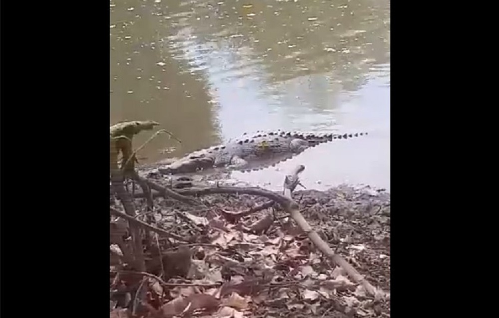 ¡Ahora en La Cofradía! Ganadero de Guasave graba cocodrilo en las aguas del río Sinaloa