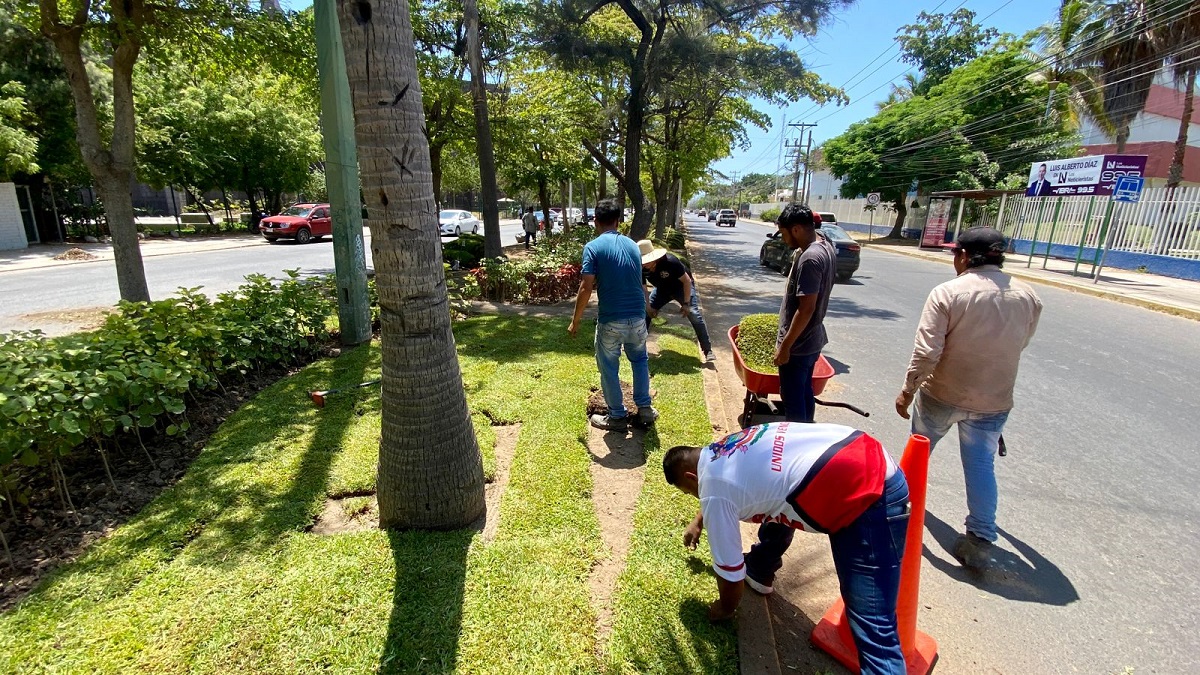 Pondrán ‘bonitos’ los camellones de Mazatlán, colocarán 50 mil metros cuadrados de pasto