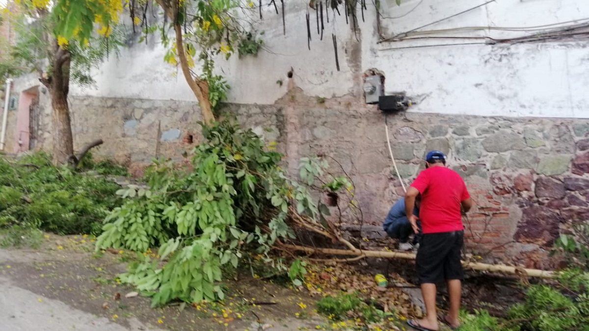 Jamás se va a volver a cortar un árbol sin supervisión: Ecología tras tala en el Cerro del Vigía en Mazatlán