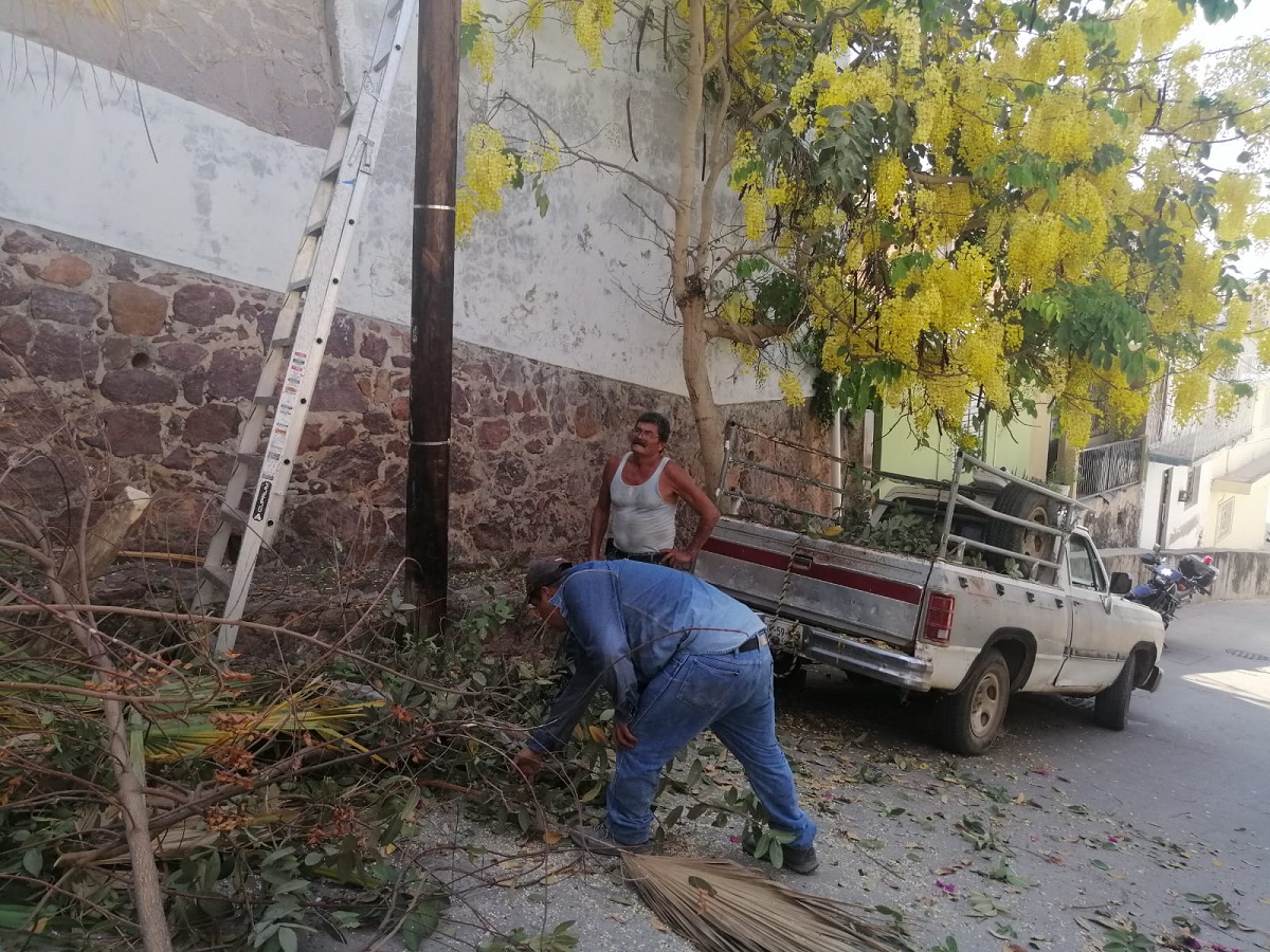 En Mazatlán celebran ‘al revés’ el Día Mundial del Árbol; derriban seis con motosierra porque ‘hojitas’ molestaban