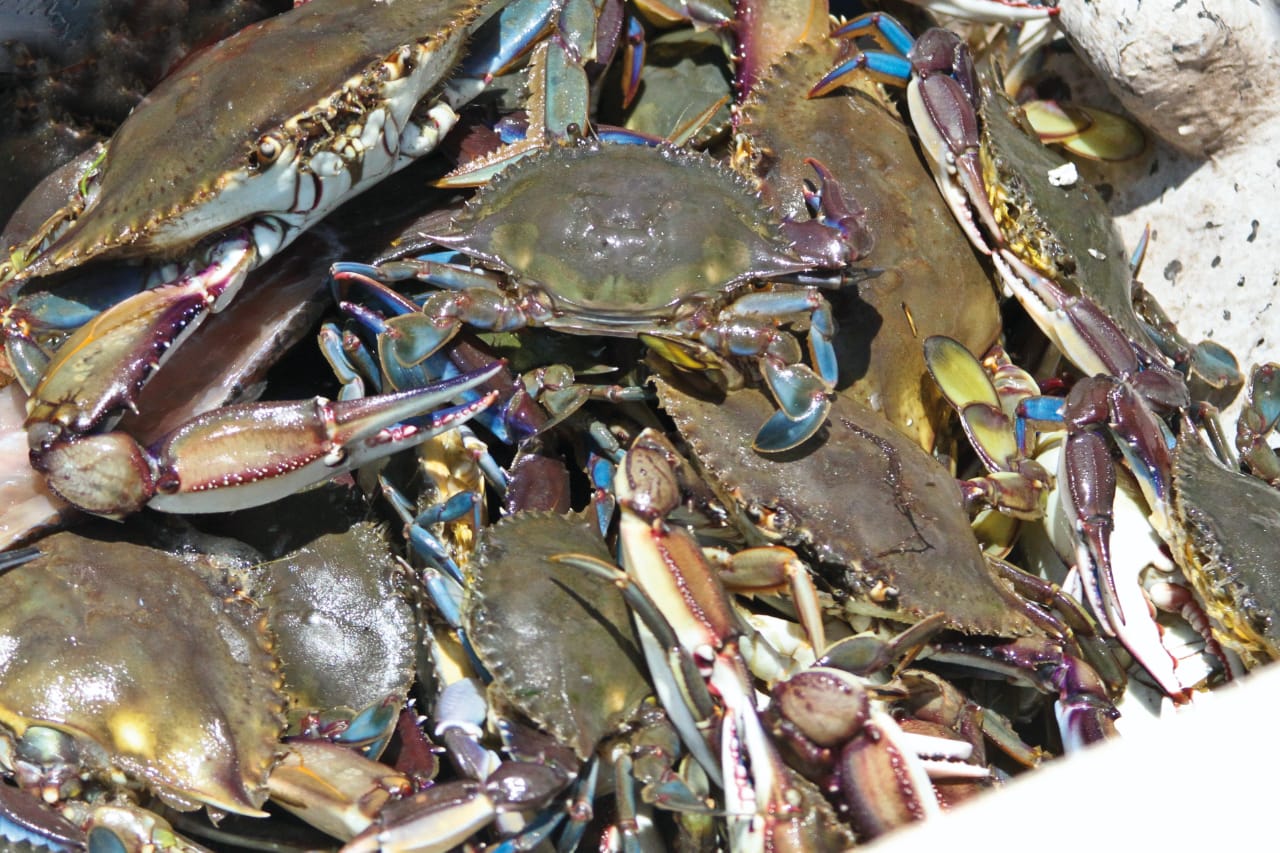 Pescadores de Altata se autovedaron, iniciarán con pesca de jaiba este miércoles