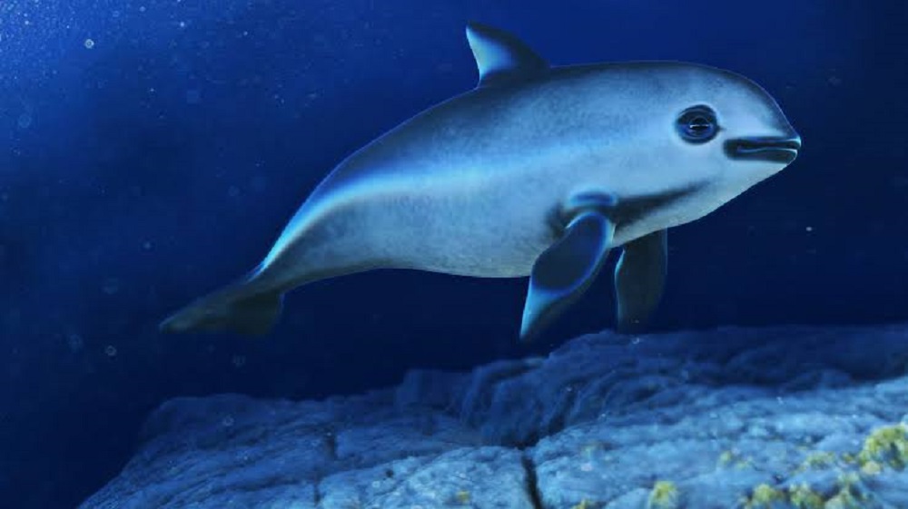 Ponen a disposición versión pública del plan de acción para proteger a la vaquita marina en México