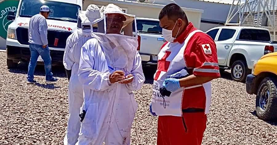 Abejas atacan a jornaleros en campo de arándanos en Guasave; 13 resultaron lesionados