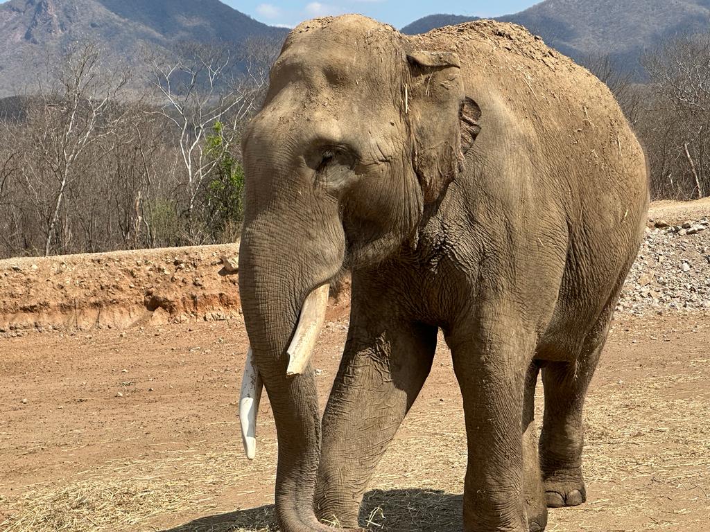 ¡Hay boda en puerta! Se unirán Bireki y Big Boy en celebración del segundo aniversario de la fundación del santuario