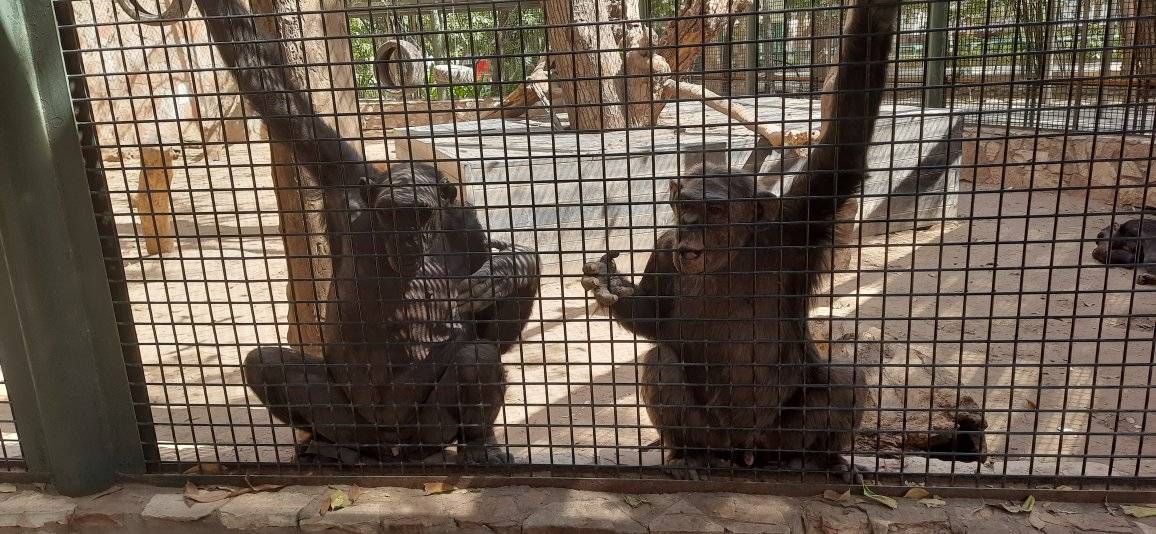 Chimpancés del Zoológico de Culiacán podrían mudarse al santuario de Ostok