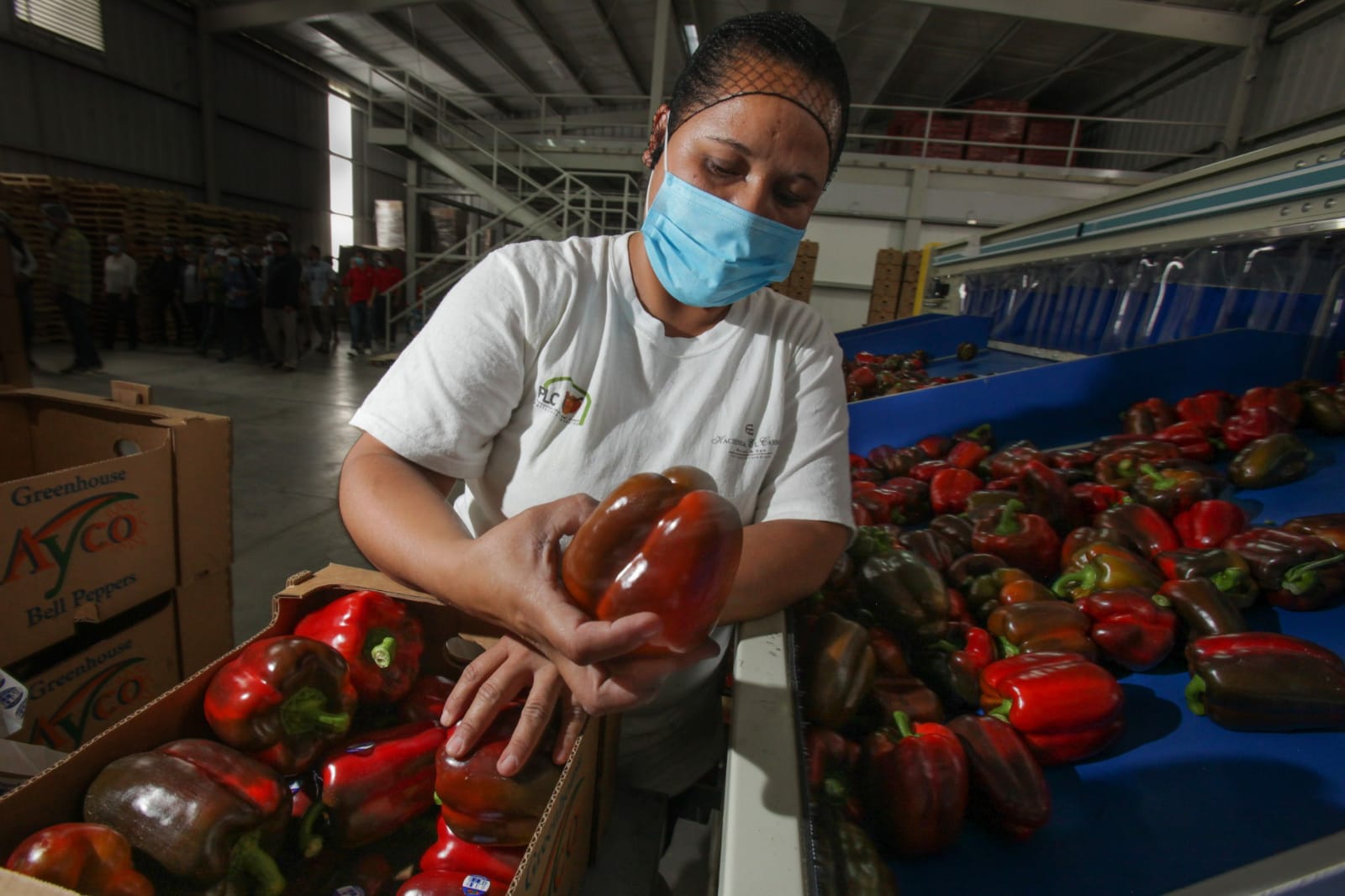 Ya no solo EEUU; apoyará Economía a que productores primarios de Sinaloa exporten a otros mercados