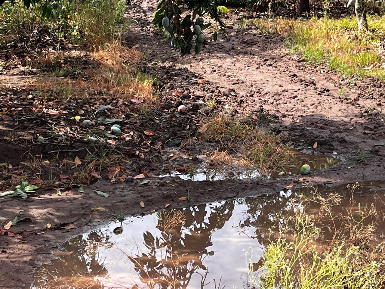 Severos daños ocasiona lluvia en huertas de mango; Las Grullas margen derecha fue la más afectada en Ahome