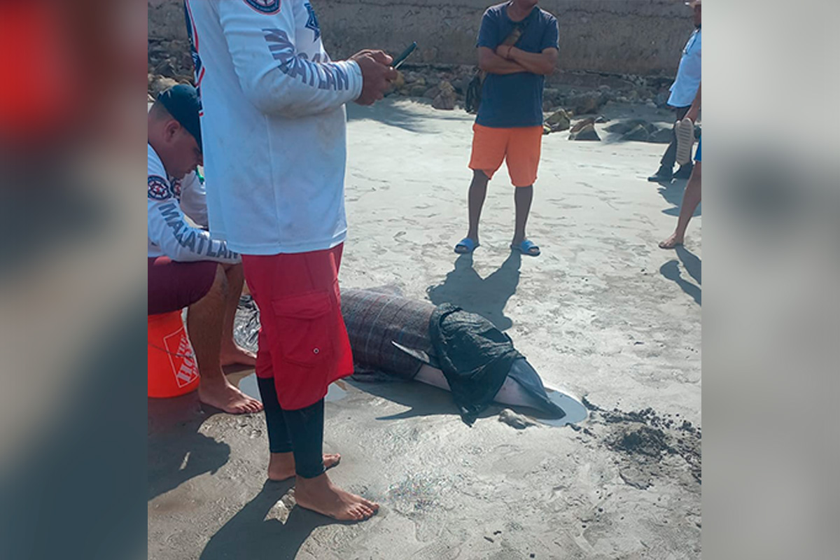 Delfín atemorizó a bañistas en la playa de la Isla de la Piedra